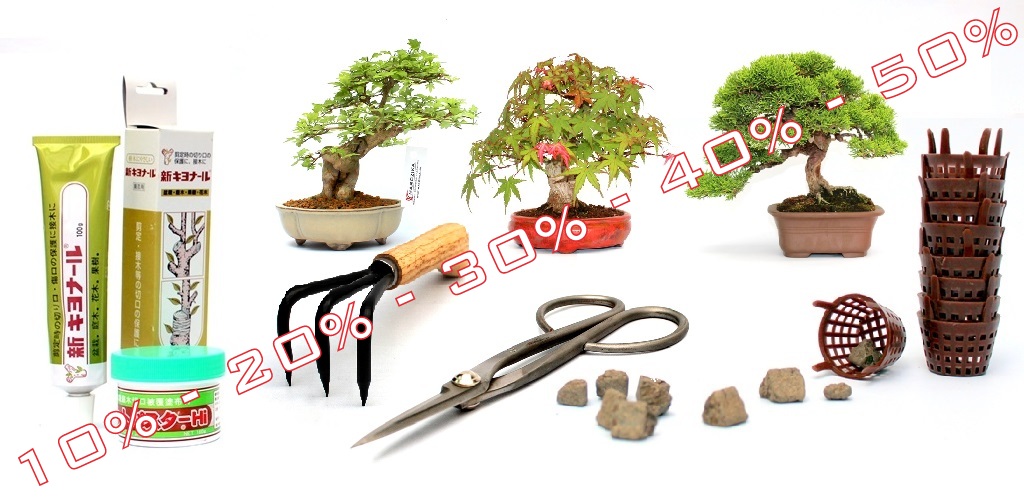 bonsai, vasarlas, bonsaj, rendeles, bonszaj, elado, akcio, webaruhaz, marczika, studio akcios bonsai termekek bonsaj sales